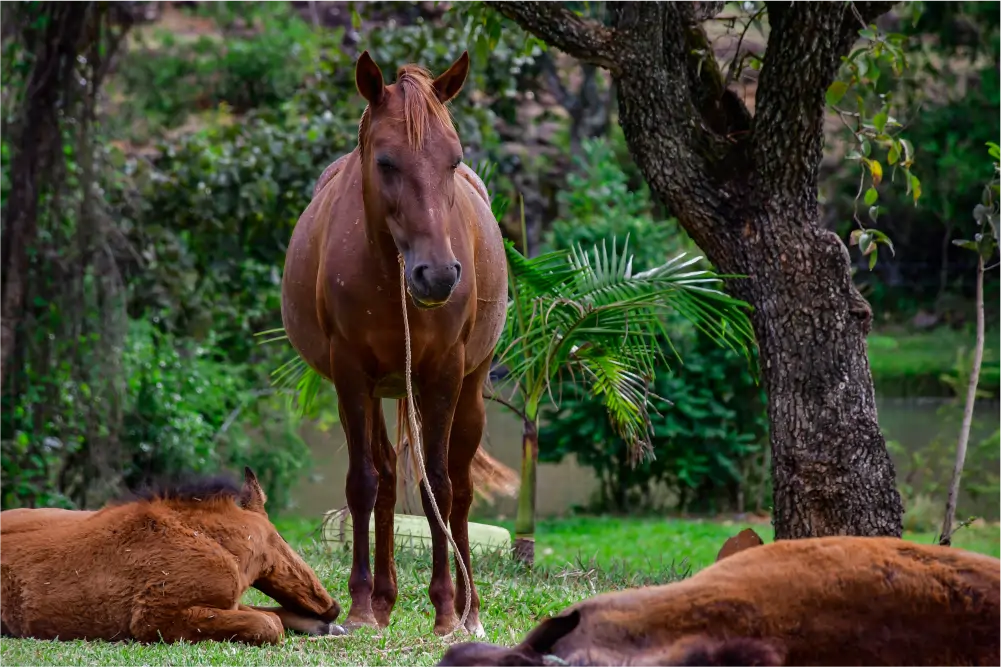horse1