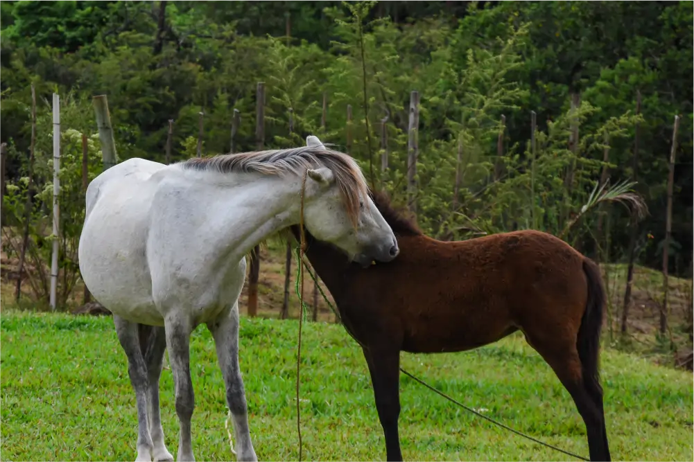 horse2