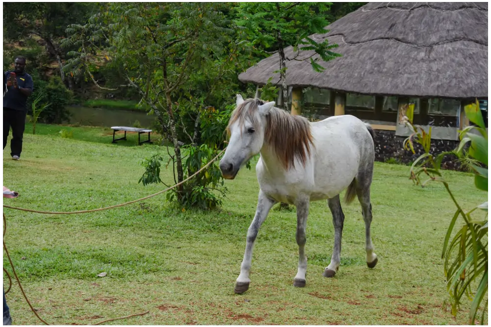 horse3